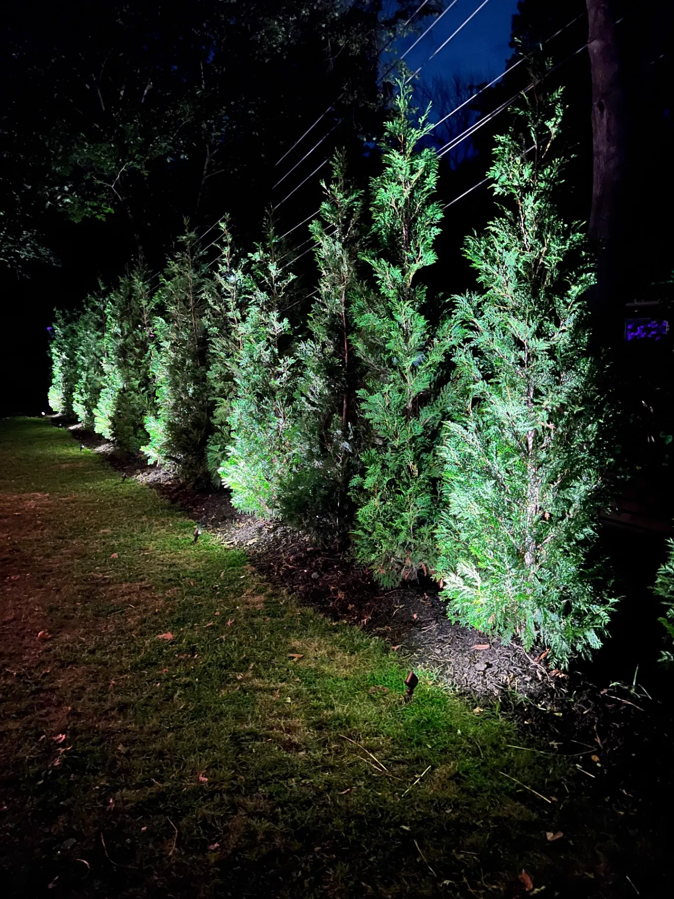 Low-Voltage Tree Accent Lighting