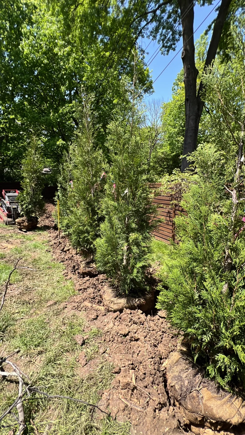 Tree installation with proper root flare and mulch ring