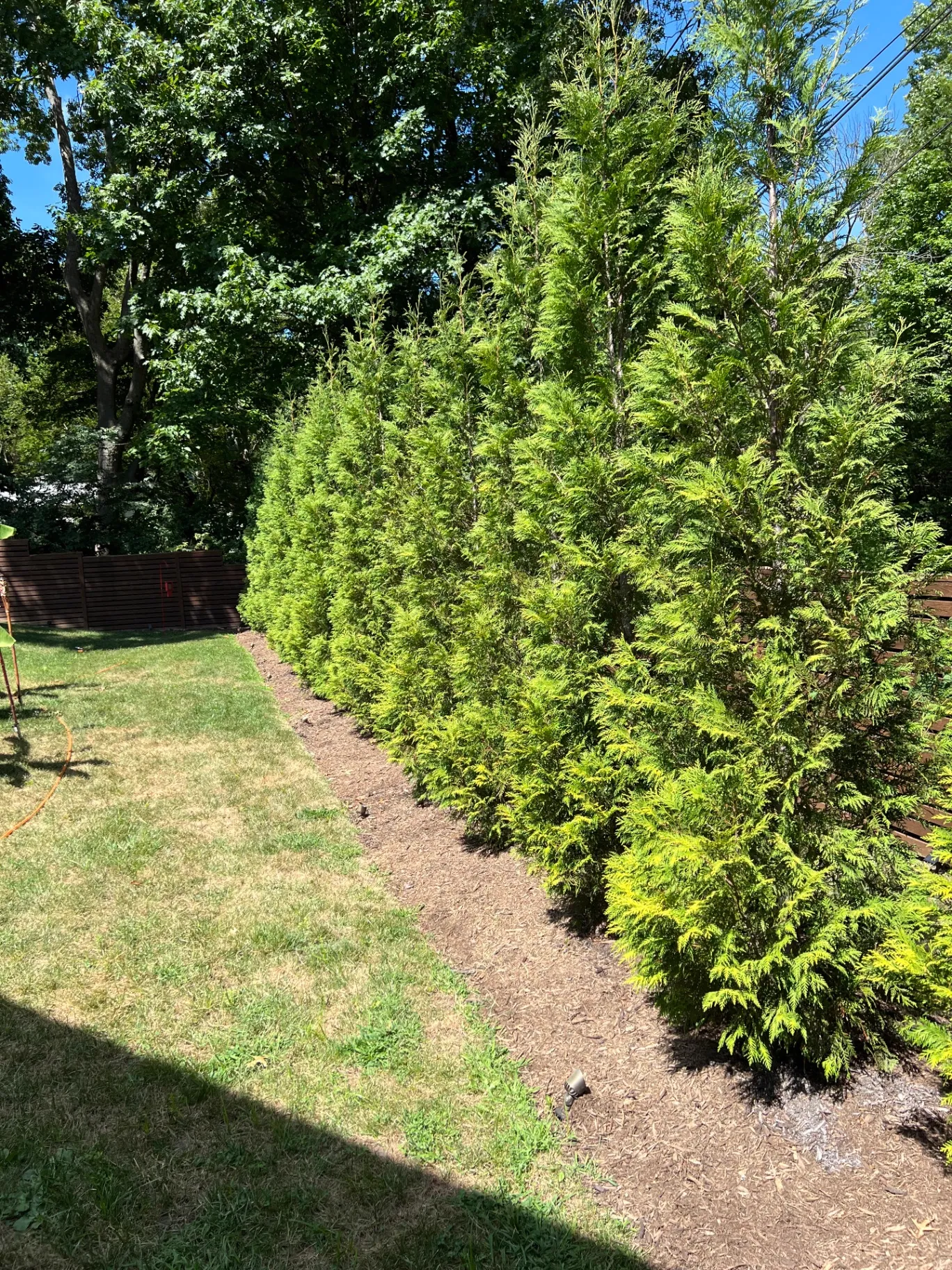 Privacy Screen Planting with Evergreens