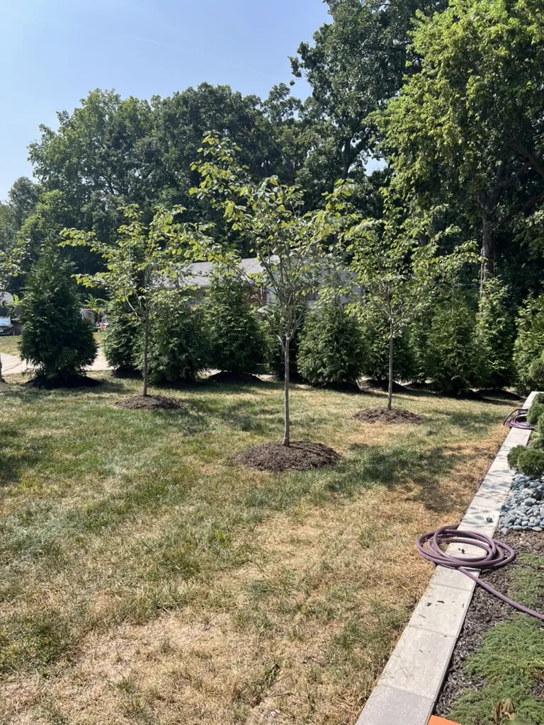 Tree Installation & Mulching