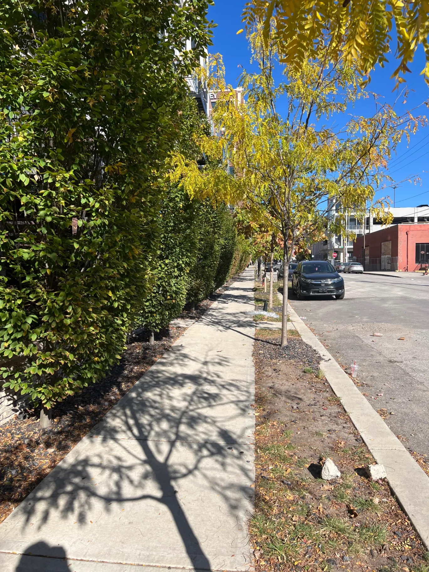 Best Privacy Trees: Green Giant vs. American Pillar (Plus Redbud, Dogwood, Oak & Maple for Curb Appeal)